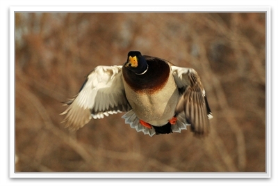 Guided Hunts Guided Hunts