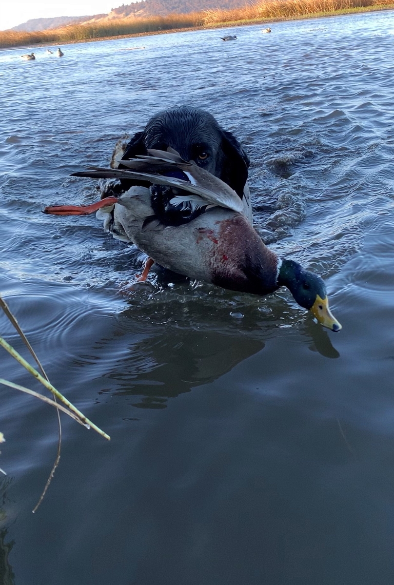 Northern California Waterfowl Hunting in the Sacramento Valley and Oregon
